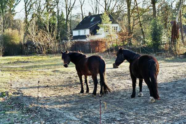 pferde-hinterm-haus-67.jpg